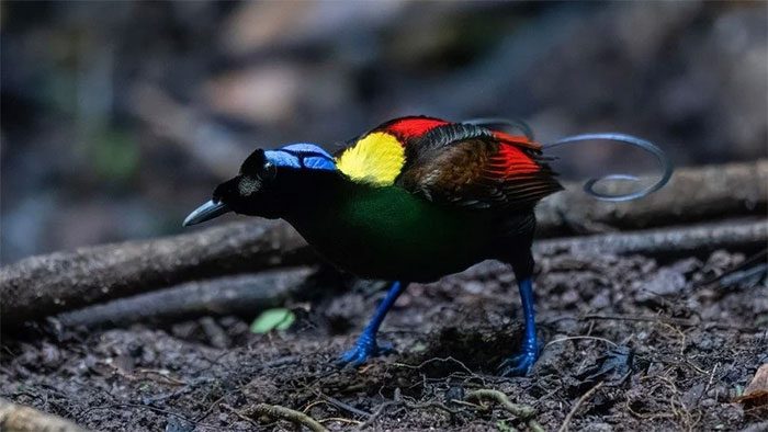 Wilson's Bird-of-Paradise