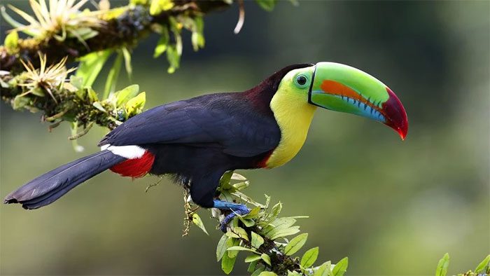 Keel-billed Toucan