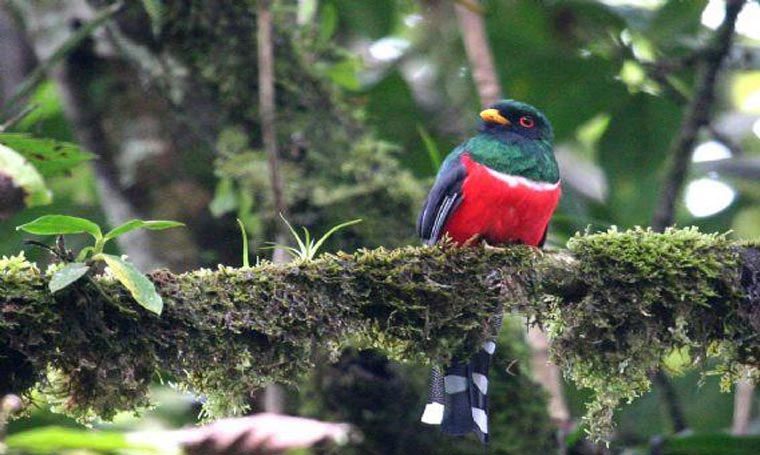 Masked Trogon