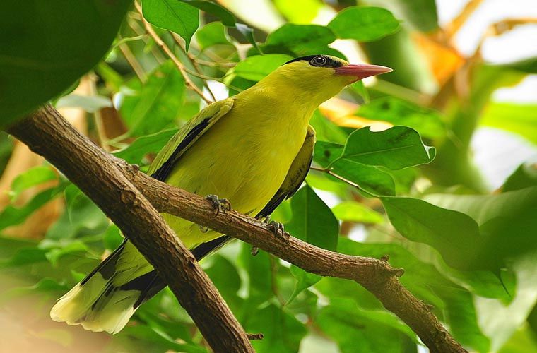 Black-headed Oriole