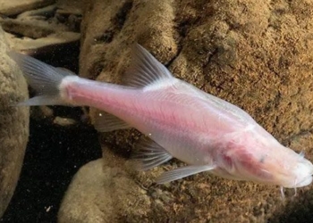 china discovers extremely rare new fish in subterranean river in cave 134388