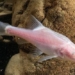 china discovers extremely rare new fish in subterranean river in cave 134388