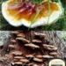 china successfully shields many types of medicinal herbs from reishi 4156