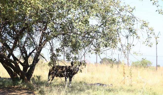 African wild dogs have well-developed facial muscles similar to the "puppy eyes" expression in domestic dogs