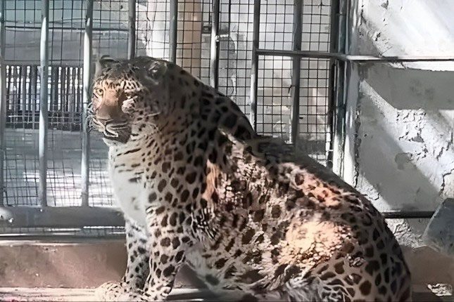 The leopard at Panzhihua Zoo appears plump.