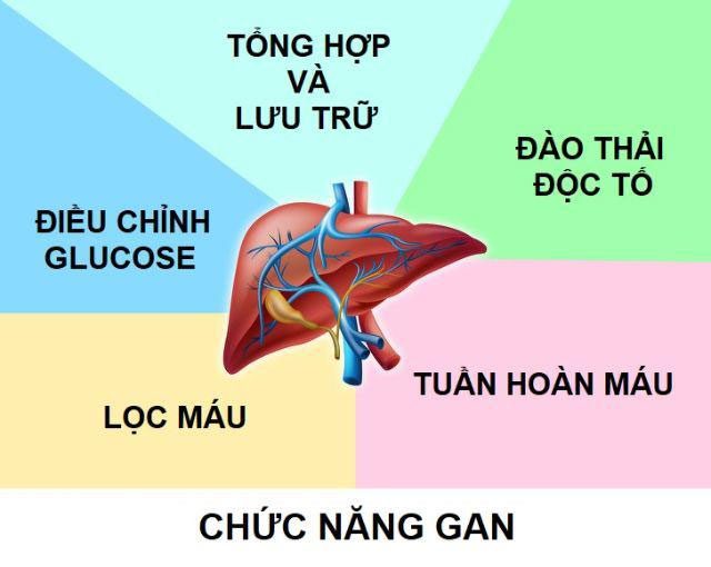 Liver Functions