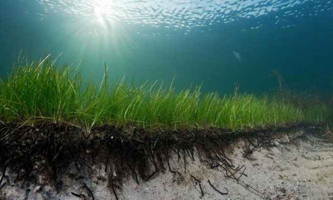 Clonal seagrass in the Baltic Sea.