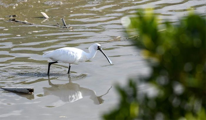 Black-faced Spoonbill in Shenzhen, Guangdong Province, Southern China.