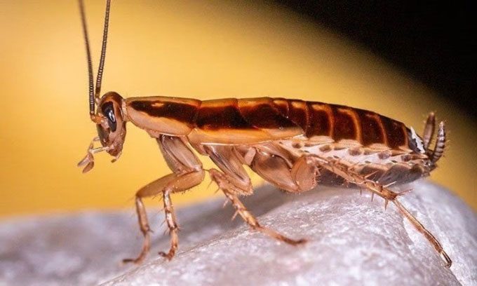 The German cockroach spreads worldwide due to its adaptability and rapid reproduction.