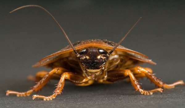 Cockroaches' Radiation Resistance