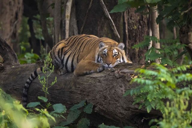 All nine modern tiger subspecies have evolved to live in forest environments.