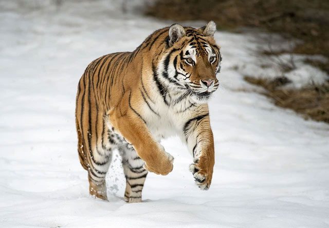 Siberian Tigers never enter the Arctic Circle.