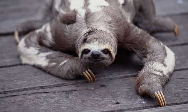 Sloths have the lowest metabolic rate among non-hibernating mammals.