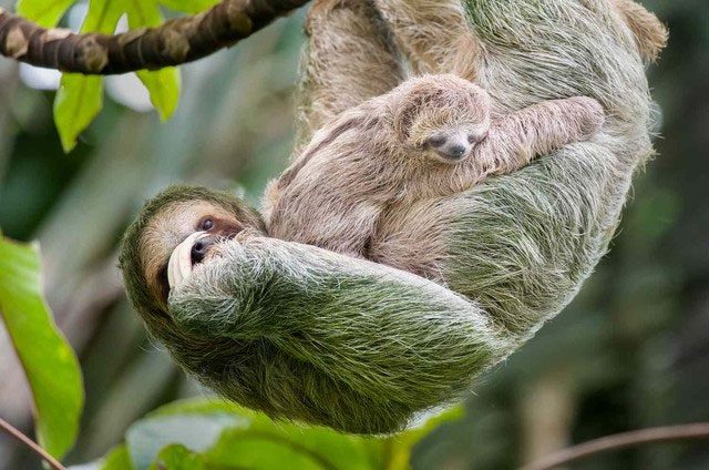 The stomach of a sloth has a special structure with four compartments, aiding in effective digestion.