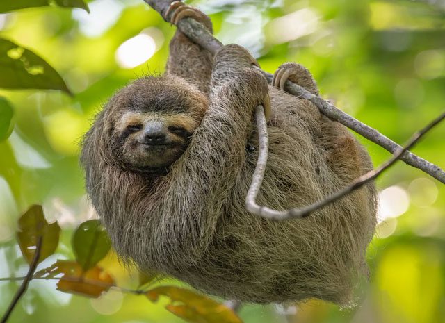 Sloths have greenish fur that helps them blend into the canopy.