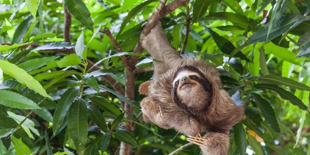 In addition to moving very slowly, sloths are even indifferent to eating.