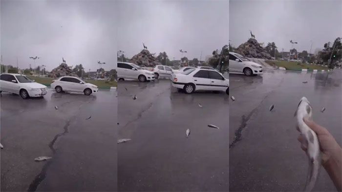 Dozens of fish falling right next to vehicles traveling on the road.