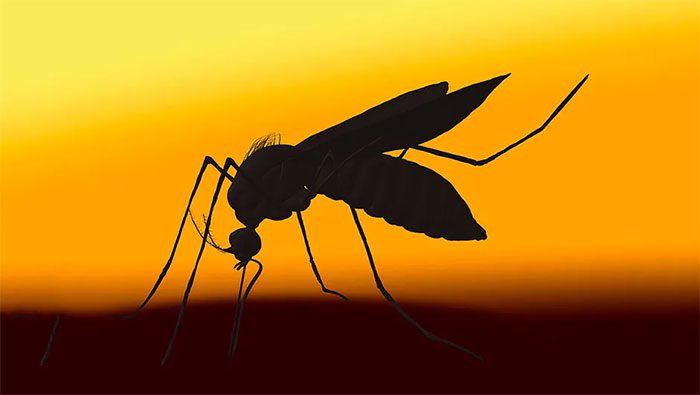 The malaria-transmitting mosquito contributed to General George Washington's success.