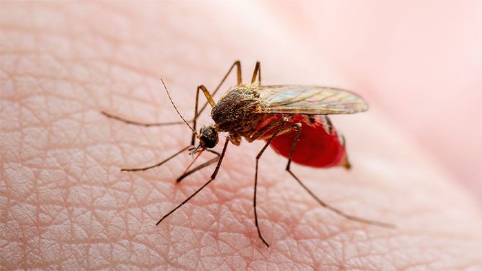 Female mosquitoes suck blood and simultaneously inject parasites into the victim's body.