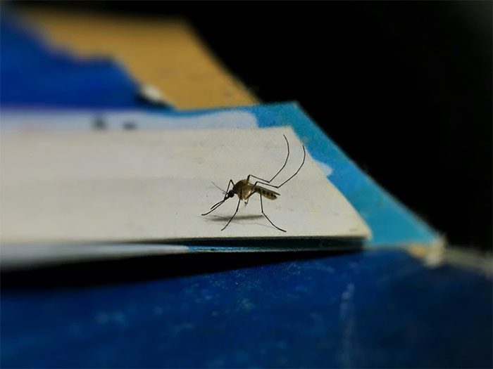 Mosquitoes may develop resistance if sprayed incorrectly.