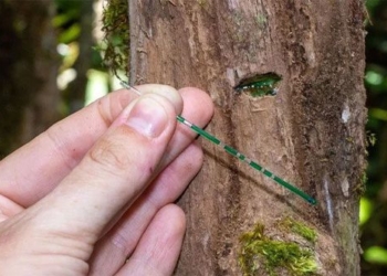 constantly finding white gold expert concludes where this type of tree grows there is treasure 134518