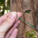 constantly finding white gold expert concludes where this type of tree grows there is treasure 134518