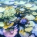 coral reefs face the risk of disease from invasive species in the sea 134856