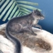 creature returned from the grave after 11 million years 3977
