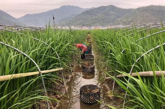 Fields of water chestnuts in Ha Mu Du village (Yuzhou City, Zhejiang Province, China).