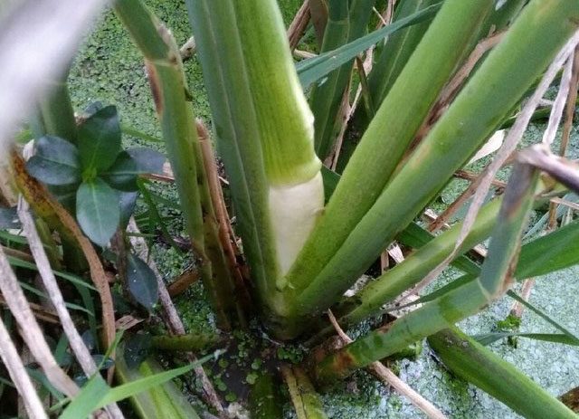 The emergence of the water chestnut tuber was once considered a "disaster".