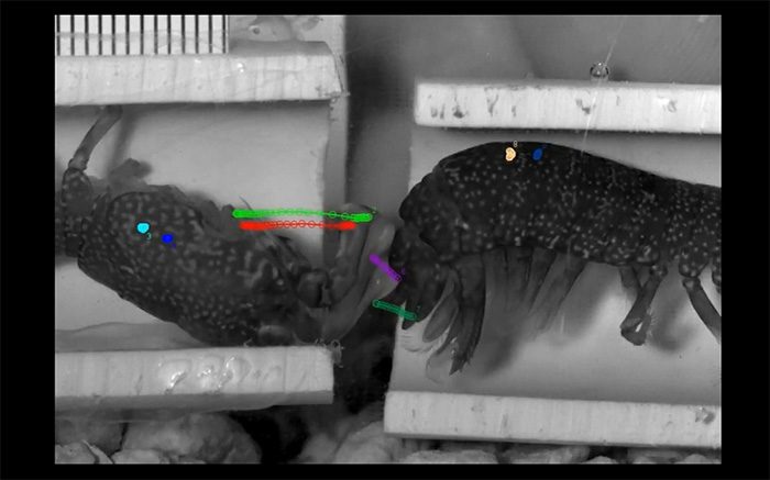 The speed of the strike is such that it causes the water in front of the mantis shrimp's claw to evaporate in an instant.