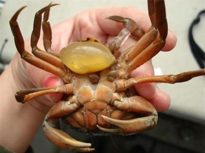 Crab infected with the parasite Sacculina carcini.