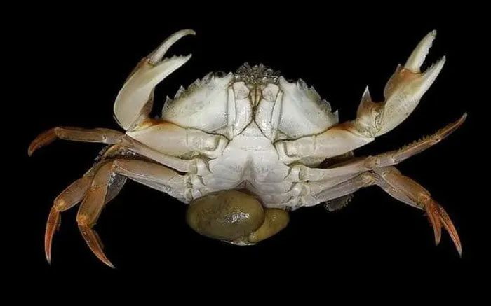 Parasite attacks European blue crabs