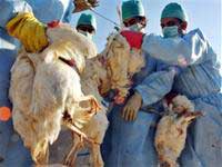 Health workers culling chickens at a farm in Charsadda, Pakistan