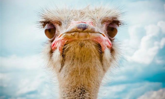 Ostrich with unusually large eyes.