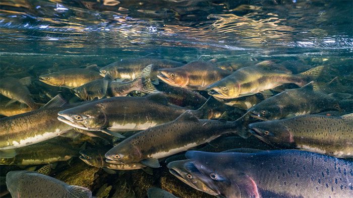 Migratory freshwater fish populations have declined by over 80% since 1970.