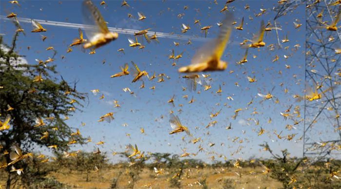 A swarm of desert locusts flies over a farm near Nanyuki, Laikipia County, Kenya