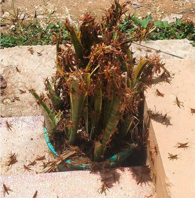 Grasshoppers cover green trees in Lang Son