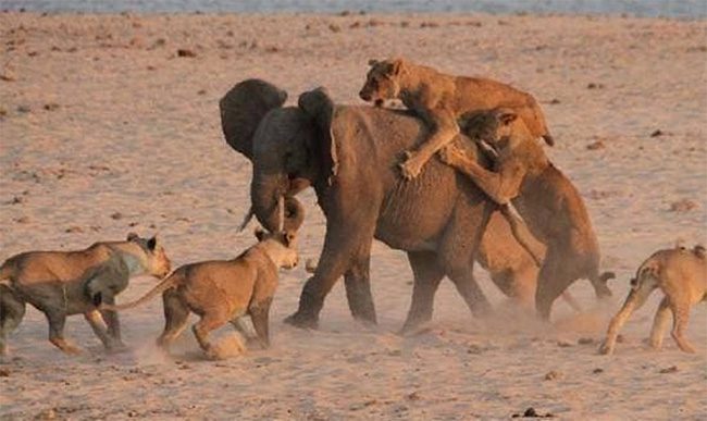 Lions are considered the top predators on the African savannah.