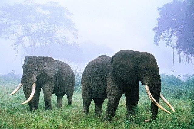 The conflict between humans and elephants is becoming increasingly severe