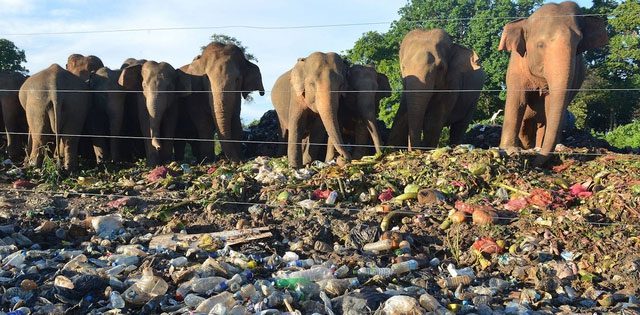 Elephants are social animals and live in herds.