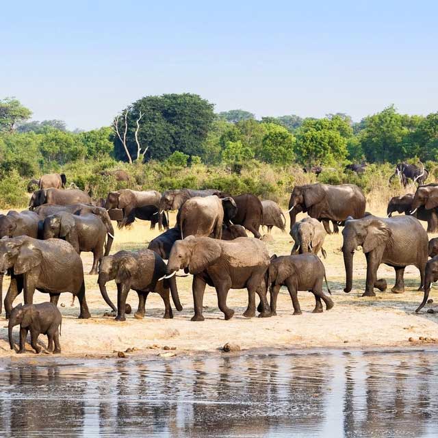 Male elephants typically leave the herd at age 14.