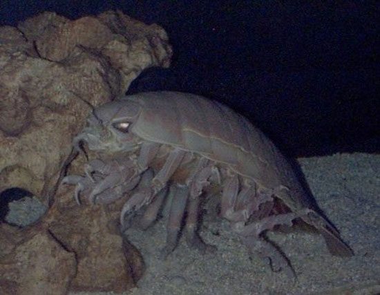 Giant Isopod