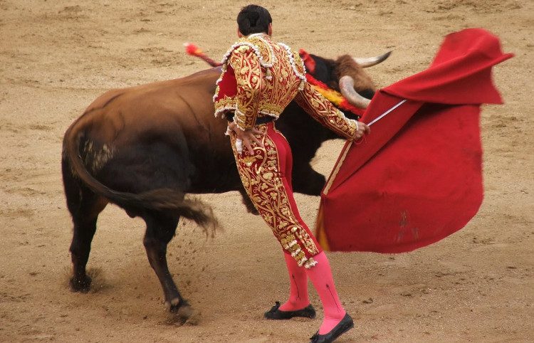 A bullfighting scene.