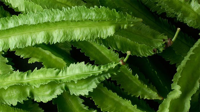 Winged bean is good for people with arthritis