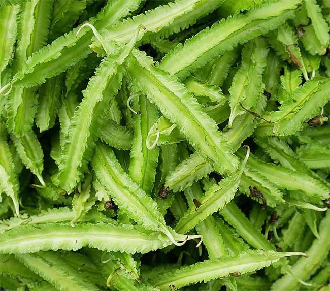 Winged bean contains many essential minerals