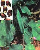Sea Beans