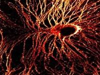 The Nervous System in the Human Brain