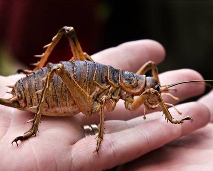 Weta Cricket