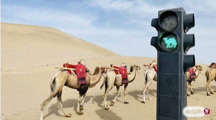 Traffic lights for camels in the desert.